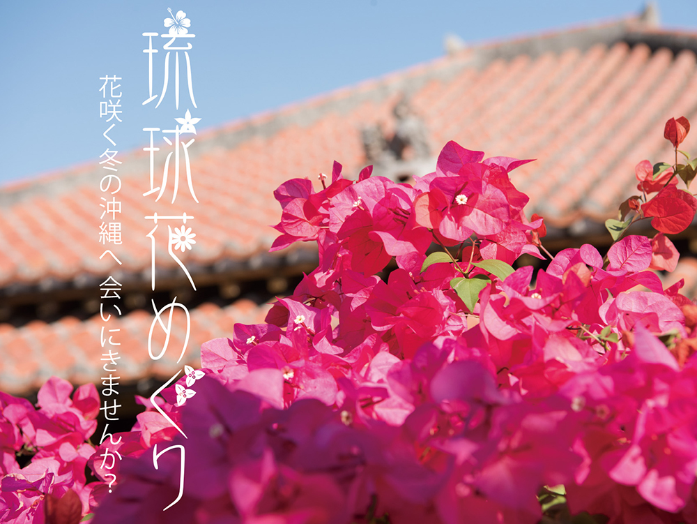 おきなわワールド花まつり「琉球花めぐり」|2024年12月21日(土)〜2025年2月28日(金)南城市で開催!冬の沖縄を彩る南国の花々