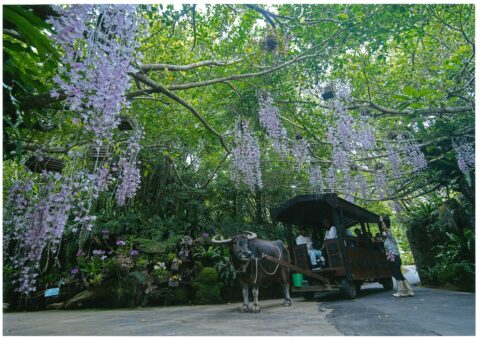 ビオスの丘 うりずんの花祭り 2025|3月1日(土)~5月6日(火)沖縄の春を彩る花々が満開🌺